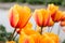 Close up golden tulips with orange strip in the center of each petal