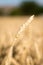 Close-Up of a Golden Wheat Field and Sunny Day. Background of Ripening Ears of Cereals Field