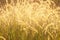 Close-up of golden wild grass