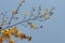 Close up on the golden yellow leaves and branches of the European beech or common beech Fagus Sylvatica. With copy space.