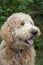 A Close-up of a Goldendoodle Puppy in his Yard loking at some birds in the yard