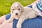 Close up of Goldendoodle puppy of light colors laying on woman's legs