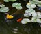Close-up of a goldfish in a pond, Allan Gardens, Toronto, Ontari