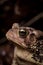 Close up of goldleaf looking eye and left side face portrait of Eastern American Toad isolated with mostly dark blurry background