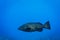 Close up of Goliath Grouper fish, Epinephelus itajara