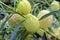 Close up of Gomphocarpus physocarpus, Hairy Balls Milkweed seed pods growing in a garden