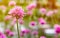 close up of gomphrena globosa or Fireworks Flower a beautiful pi