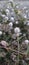 close up of Gomphrena serrata plant