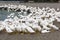 Close-up gooses in the poultry farm