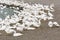 Close-up gooses in the poultry farm