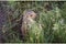 Close Up of a Gopher in green grass