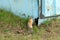 Close-up of a gopher near its burrow. Lives in a garage