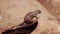 Close-up of a gopher sitting on a rock and then running away