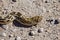 Close up of a Gopher Snake Sunning itself