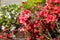 Close-up of gorgeous ornamental flowering Rhododendron indicum