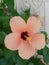 Close up of gorgeous peach coloured hibiscus, Skopelos, Greek Islands