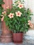 Close up of gorgeous peach coloured hibiscus, Skopelos, Greek Islands