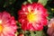 A close up of gorgeous pink dahlia of the `Ekaterina` variety in the garden on a sunny morning