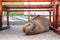 Close up of gorgeous seal taking a nap in the fish market located in the city of Puerto Ayora in Galapagos