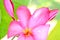 Close up of gorgeous tropical Frangipani flowers