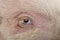 Close-up of Gottingen minipig eye