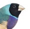 Close-up of a Gouldian Finch, Erythrura gouldiae