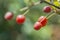 Close up of Goumi berries Elaeagnus multiflora fruits, hanged from the shrub
