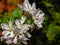 Close-up graceful twig of apple tree with delicate pink blossoms against blurred green garden and brick