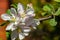 Close-up graceful twig of apple tree with delicate pink blossoms against blurred green garden and brick