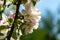 Close-up graceful twig of apple tree with delicate pink blossoms against nice spring garden bokeh
