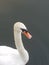 Close Up of a Graceful White Swan on a Lake