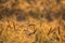 Close up of grain field with spikelets of ripe barley