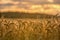 Close up of grain field with spikelets of ripe barley