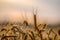 Close up of grain field with spikelets of ripe barley