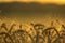 Close up of grain field with spikelets of ripe barley