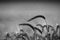 Close up of grain field with spikelets of ripe barley