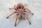 Close up of Grammostola rosea red on wooden surface.