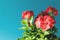 Close up of Grandiflora Pelargonium with red flowers lit by sunlight on blue background with copy space