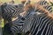 Close-up Grant\'s Zebra Heads