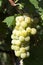 Close up of a grape cluster