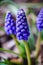 Close up of grape hyacinth known also as bluebell or muscari