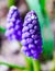 Close up of grape hyacinth known also as bluebell or muscari