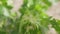 Close-up grape tendrils with blurred green leaves in sunshine at background. Branch of vinegrape growing on Cyprus