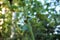 Close-up grape vine tendril with bokeh background