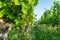 Close up of grapes in a cultivated vineyard in a hilly Zagorje region in Croatia, Europe, during a summer or autumn day