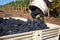 Close-up of Grapes Dumped Into Bin