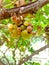 Close up of Grapes Hanging on Branch in Grapes Garden.Sweet and tasty white grape bunch on the vine.Green grapes on vine, shallow