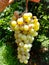 Close up of Grapes Hanging on Branch in Grapes Garden.Sweet and tasty white grape bunch on the vine.Green grapes on vine, shallow