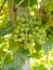 Close up of Grapes Hanging on Branch in Grapes Garden.Sweet and tasty white grape bunch on the vine.Green grapes on vine, shallow