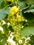 Close up of Grapes Hanging on Branch in Grapes Garden.Sweet and tasty white grape bunch on the vine.Green grapes on vine, shallow